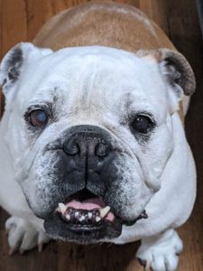 Zaya the Bulldog